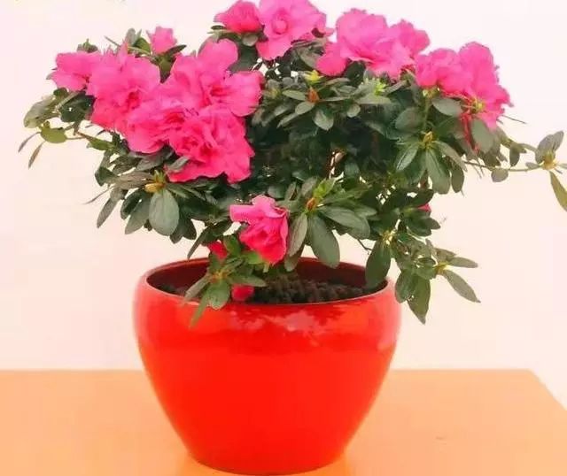 康乃馨扦插好处：繁殖新植株的简便方法