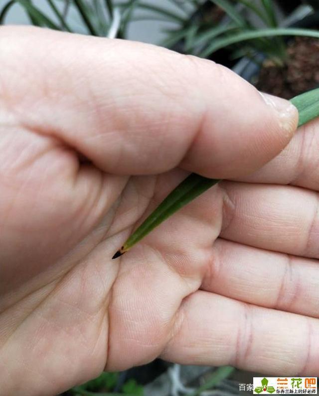 郁金香如何种植方法