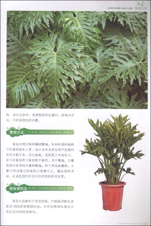 榕树的扦插：繁衍绿色的秘密