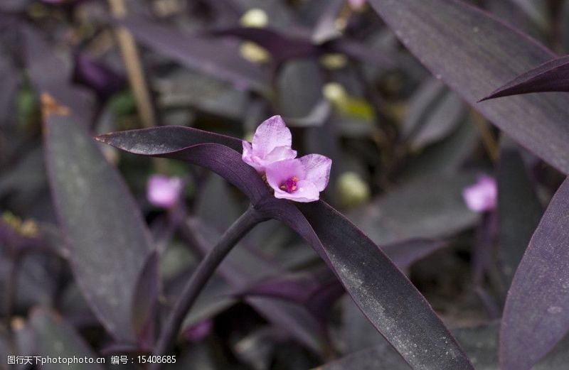 种植葱苗方法：从选种到丰收的全程指南