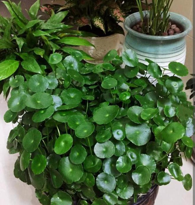 怎样盆栽茶花