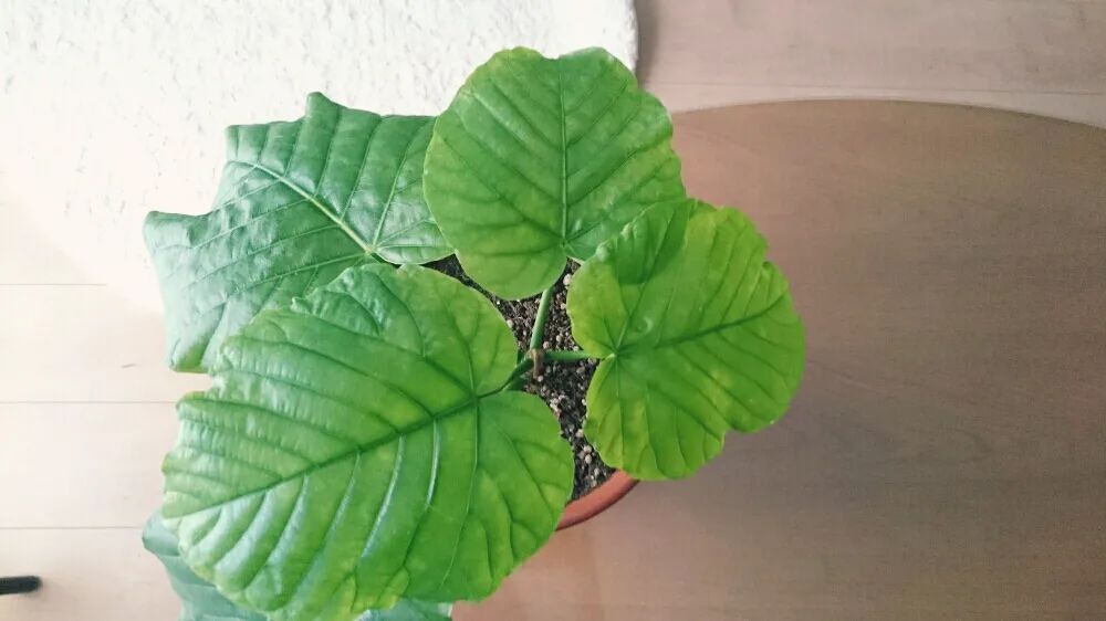 幸福树扦插的水培方法
