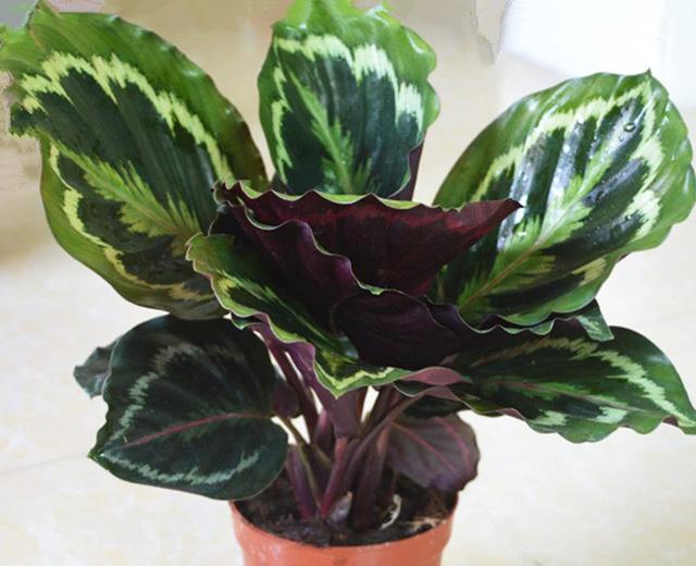 盆栽植物蕨：室内绿意的优雅之选