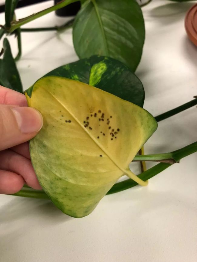发财树桩扦插：繁衍财富的绿色秘籍