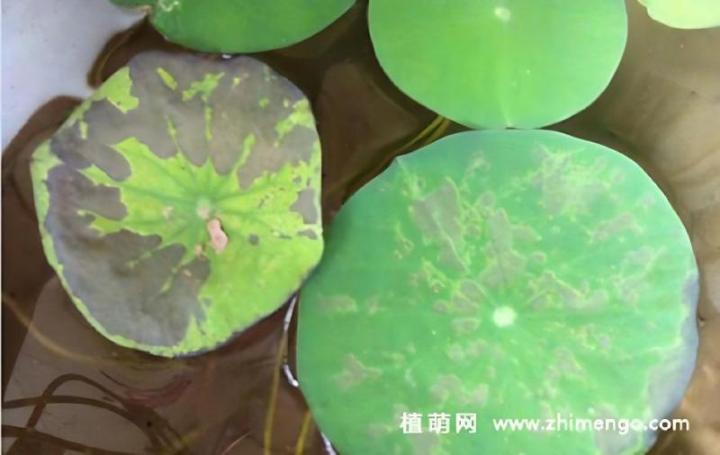 盆栽播种时间：掌握最佳时机，培育繁茂绿植