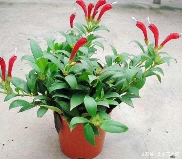 如何盆栽黄皮：种植技巧与养护指南