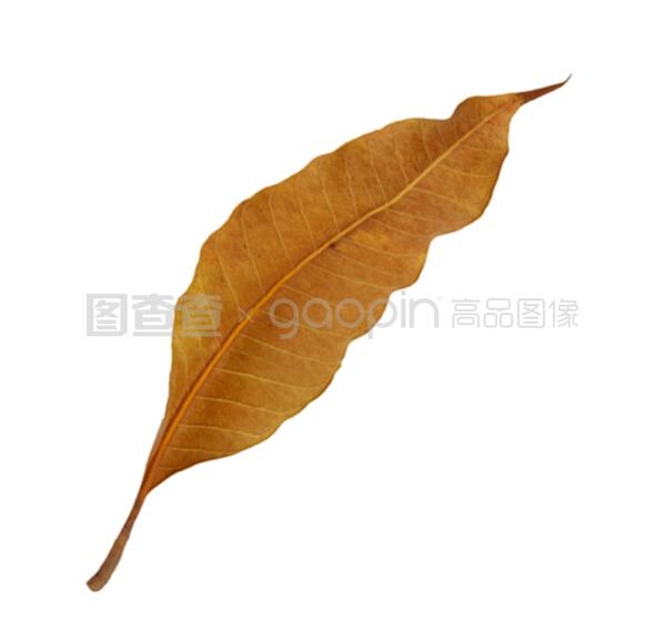 盆栽白兰花的修剪：让花朵更鲜艳，植株更健康