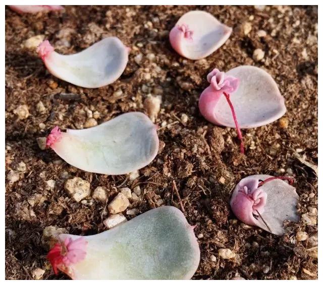 # 盆栽香水百合种植方法：打造家中清新芬芳