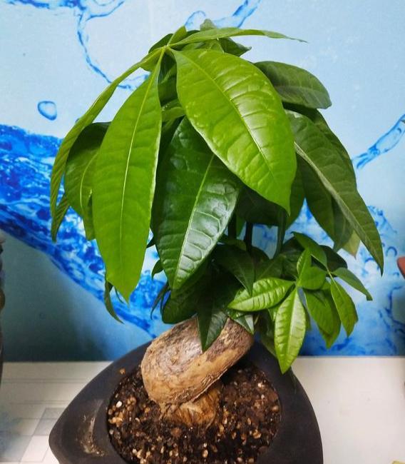筒篙的种植方法：掌握技巧，享受绿色美味