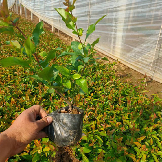 盆栽植物花卉名称：打造室内绿色氧吧