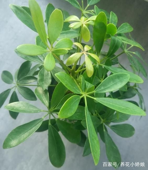 盆栽茶花怎么过冬：冬季养护指南