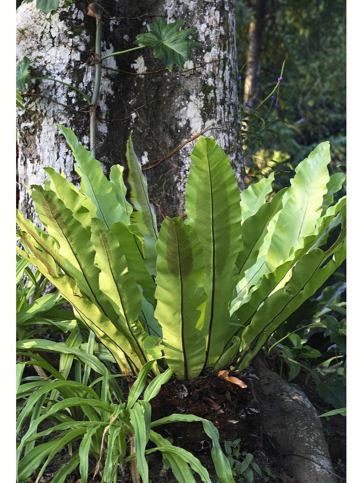 香蕉盆栽怎么种：家庭种植香蕉的完整指南