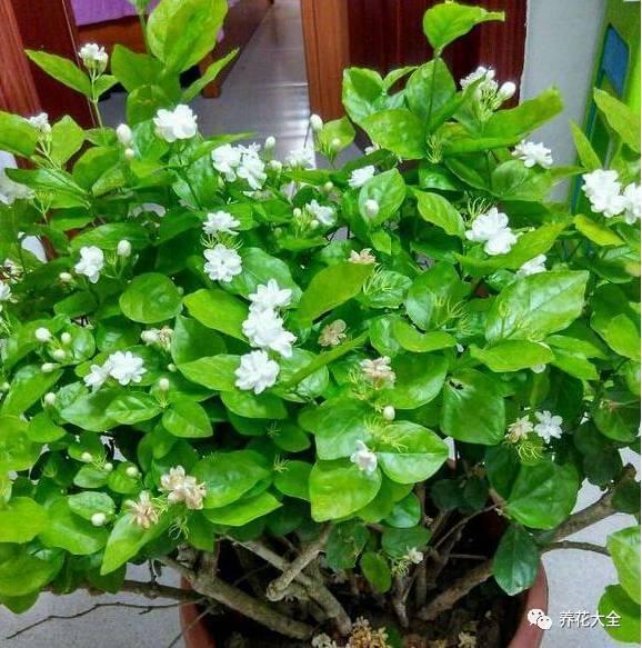 长春花扦插：掌握技巧，轻松繁殖美丽花卉