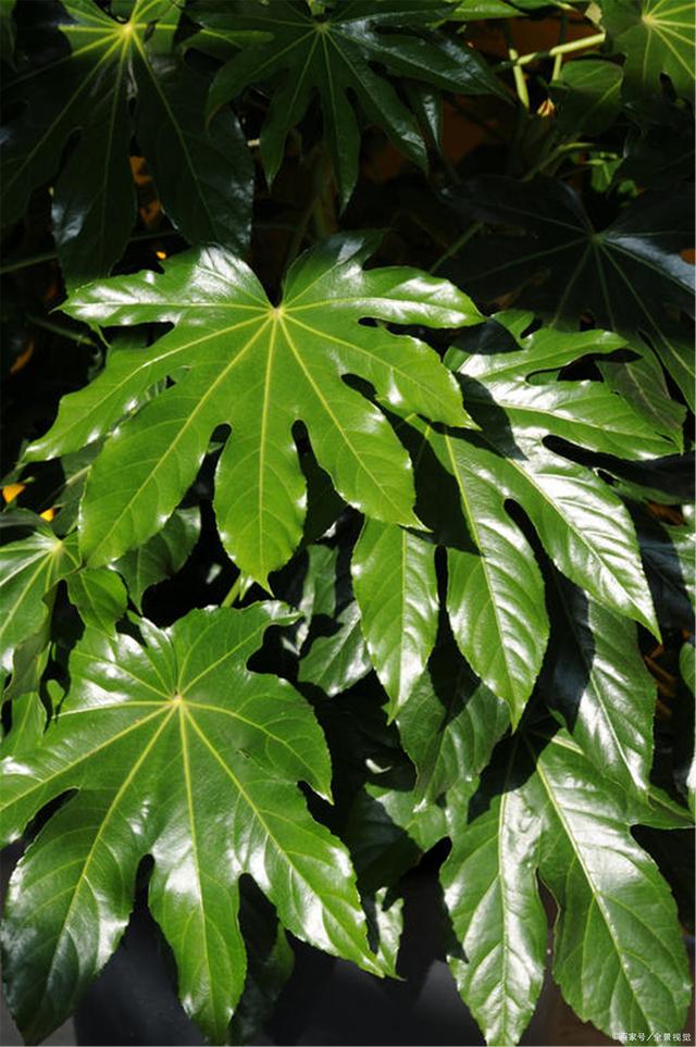 盆栽玫瑰花剪枝：让花朵更鲜艳的秘密