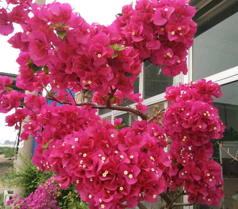 怎么种火龙果盆栽：家庭种植指南