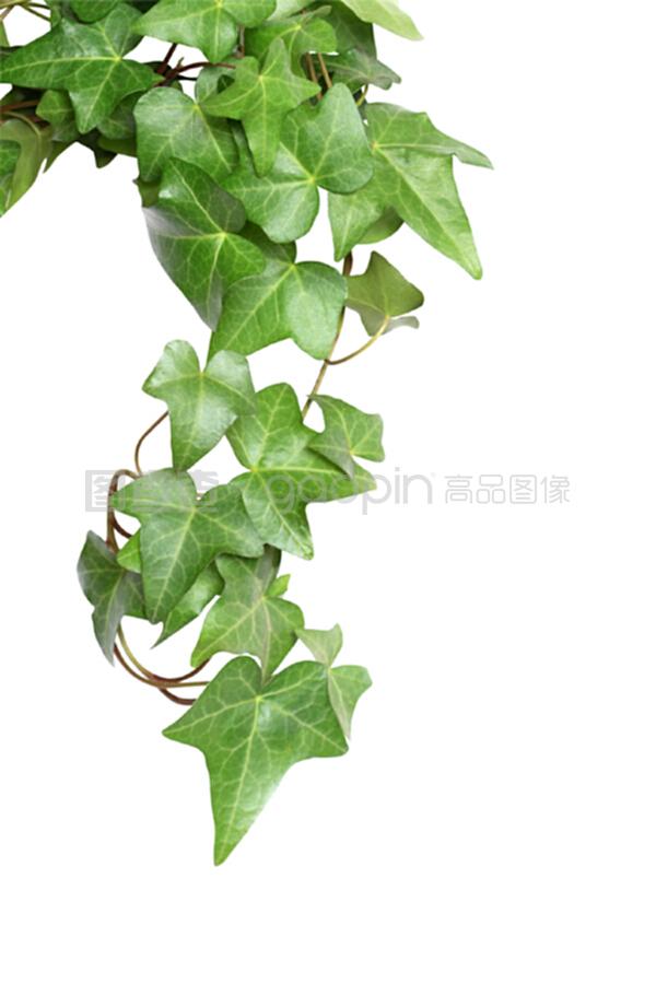 冬季盆栽菊花的养护指南