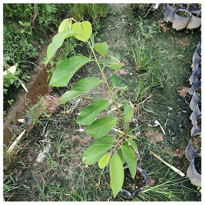 有黄毛的盆栽：揭秘独特魅力与养护要点