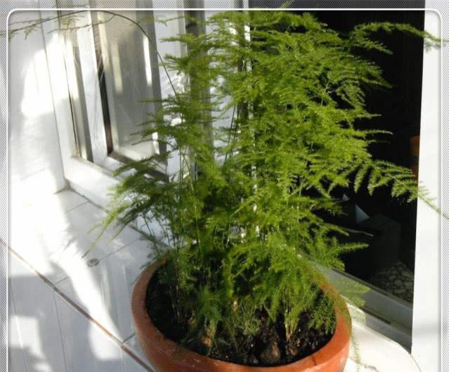 火龙果怎么种盆栽：家庭种植指南