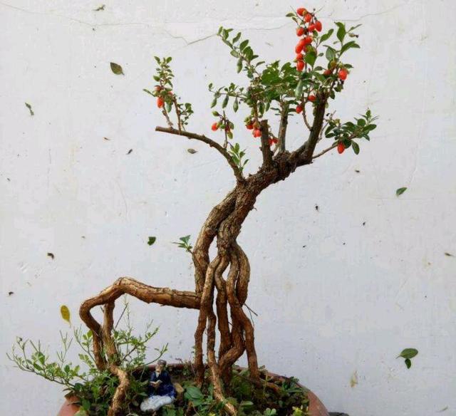 枸杞种植方法：实现高效益的绿色种植之路