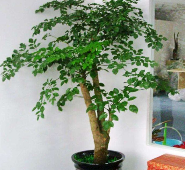春季大蒜的种植方法