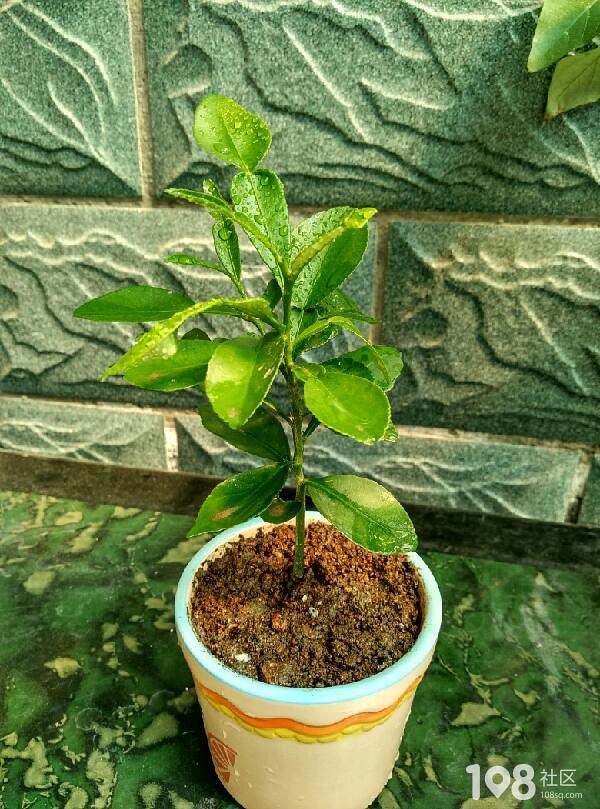 牛角椒种植 盆栽：家庭种植新选择