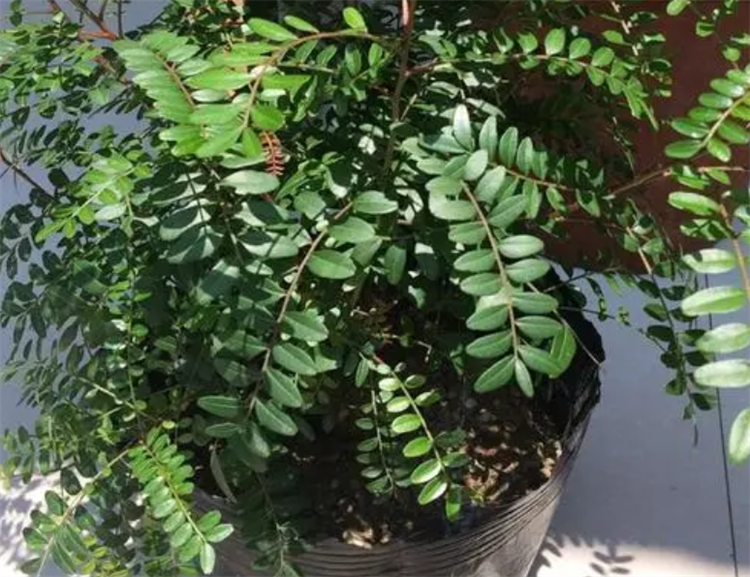 盆栽红豆杉四季养殖