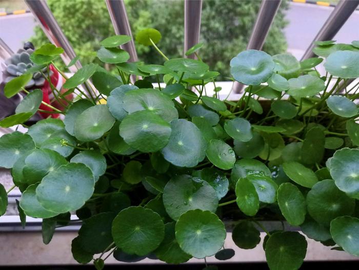 芍药的盆栽种植方法
