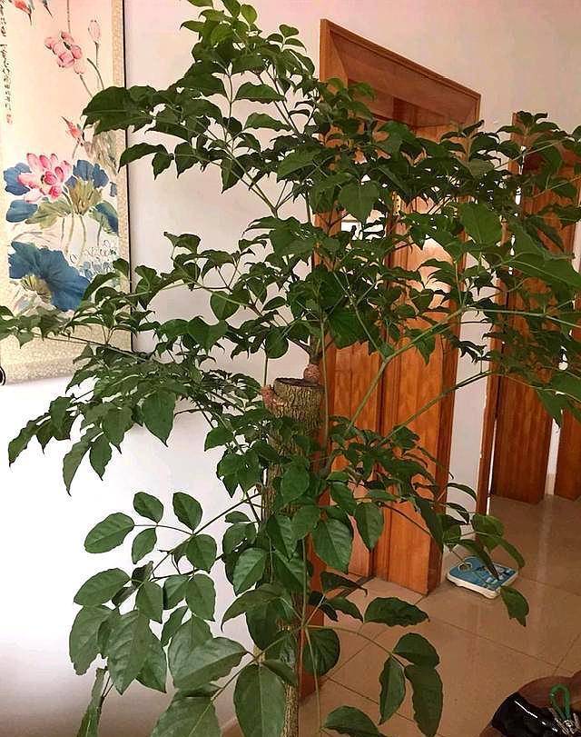 # 盆栽植物名称大全：探索绿意盎然的室内世界