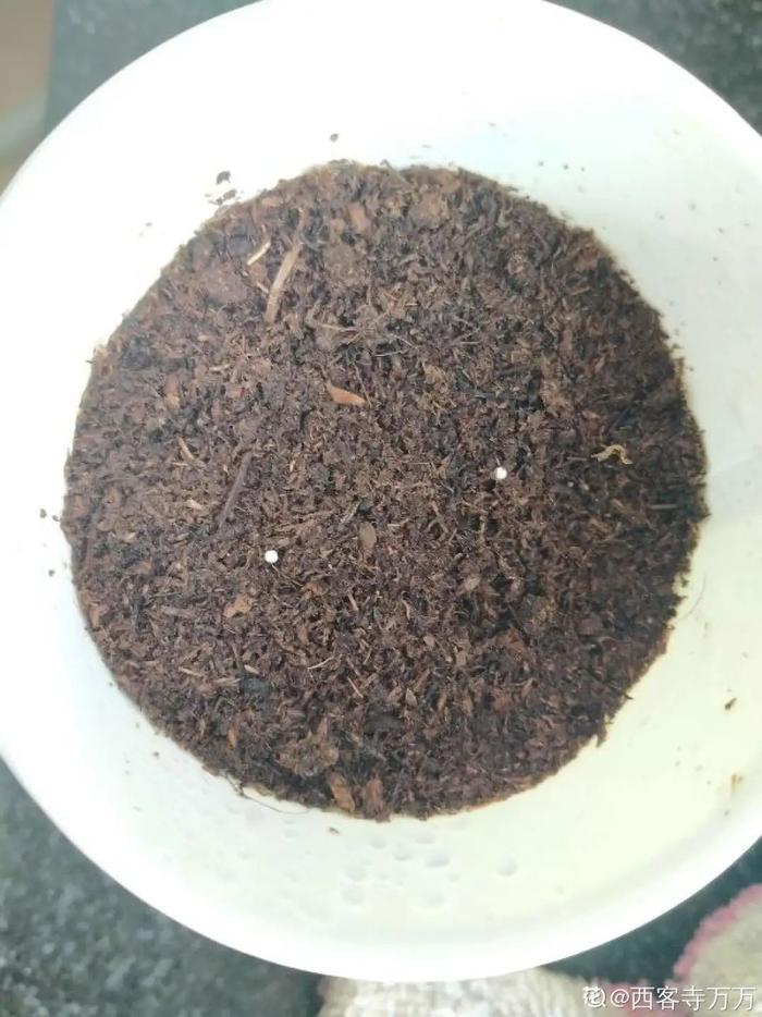 怎样盆栽金钗石斛：专业园丁的养护指南