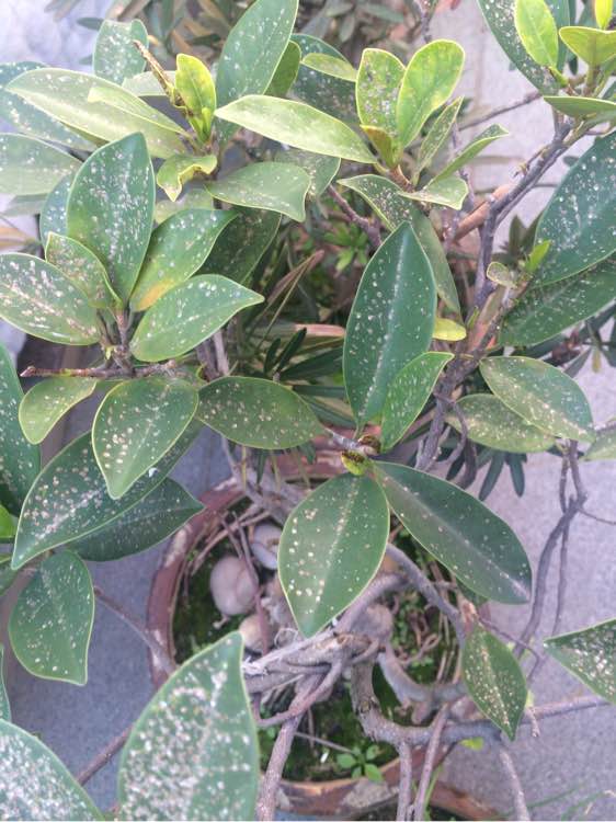 怎么种大蒜头的方法：种植技巧与步骤解析
