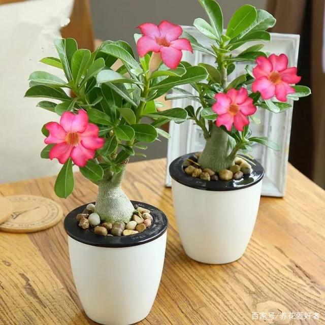 玫瑰花盆栽怎么养活：专业园丁的养护指南