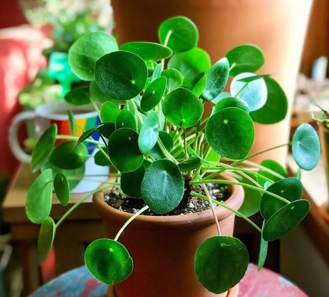 自制盆栽 柚子：打造独特家居绿植景观