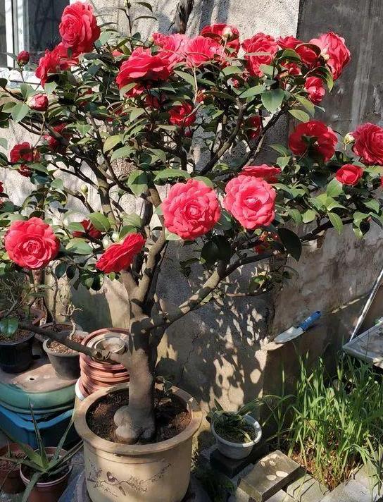 大叶刺梅花的养殖方法