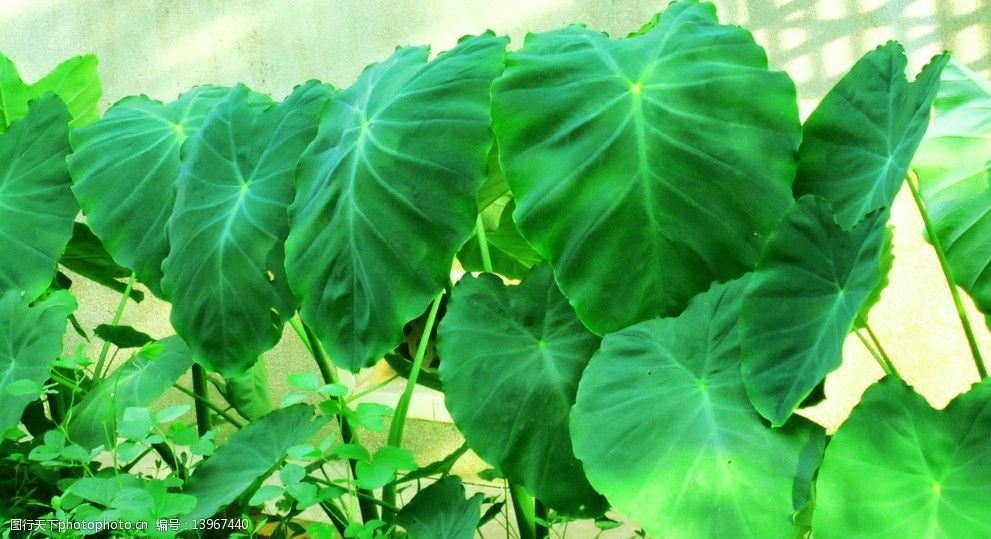红豆杉的盆栽养殖方法