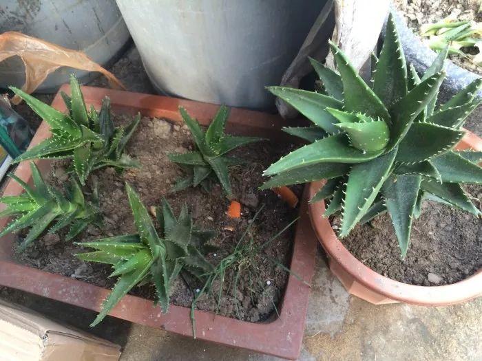 百香果什么季节扦插好？掌握最佳时节，提高成活率