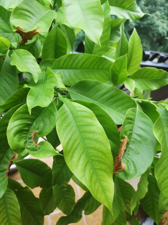 扦插剪口的类型：植物繁殖的关键技巧