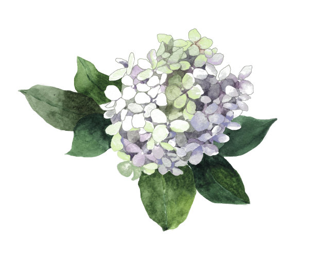 大葱花种植方法：掌握技巧，轻松养成绿色佳肴