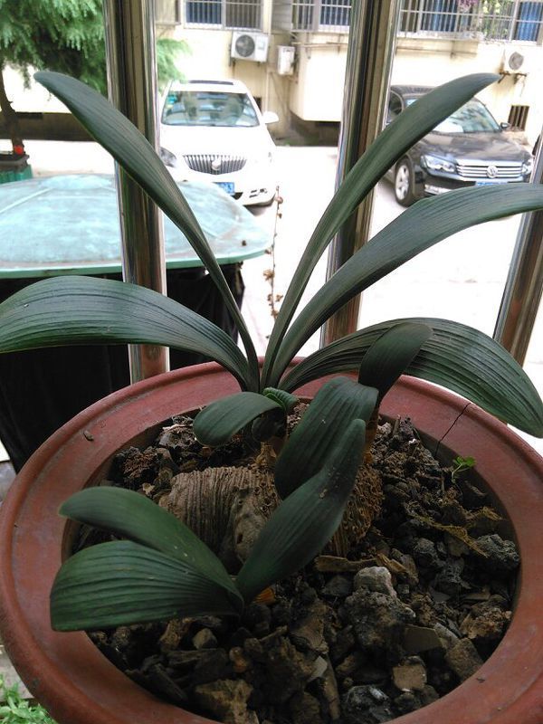 白芨种植方法大全