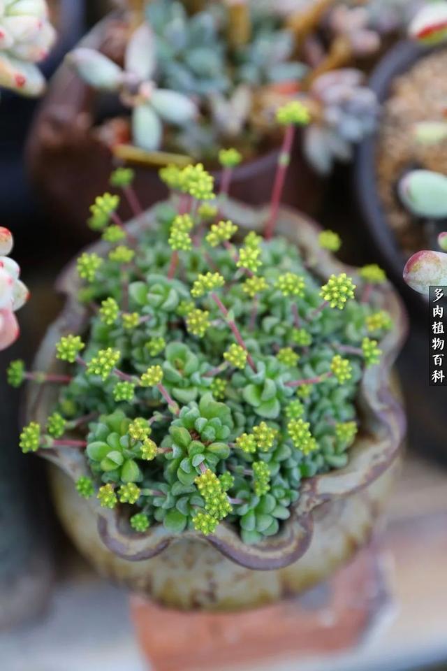 油麦菜的种植方法：从土壤选择到丰收指南