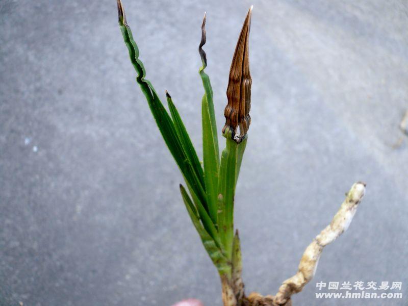 扦插天竺葵：掌握技巧，轻松繁殖绿色家园