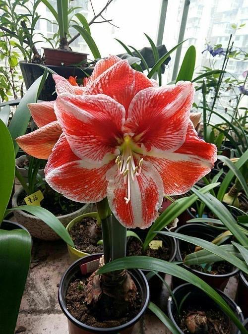 铜钱草叶扦插：掌握技巧，繁殖无忧