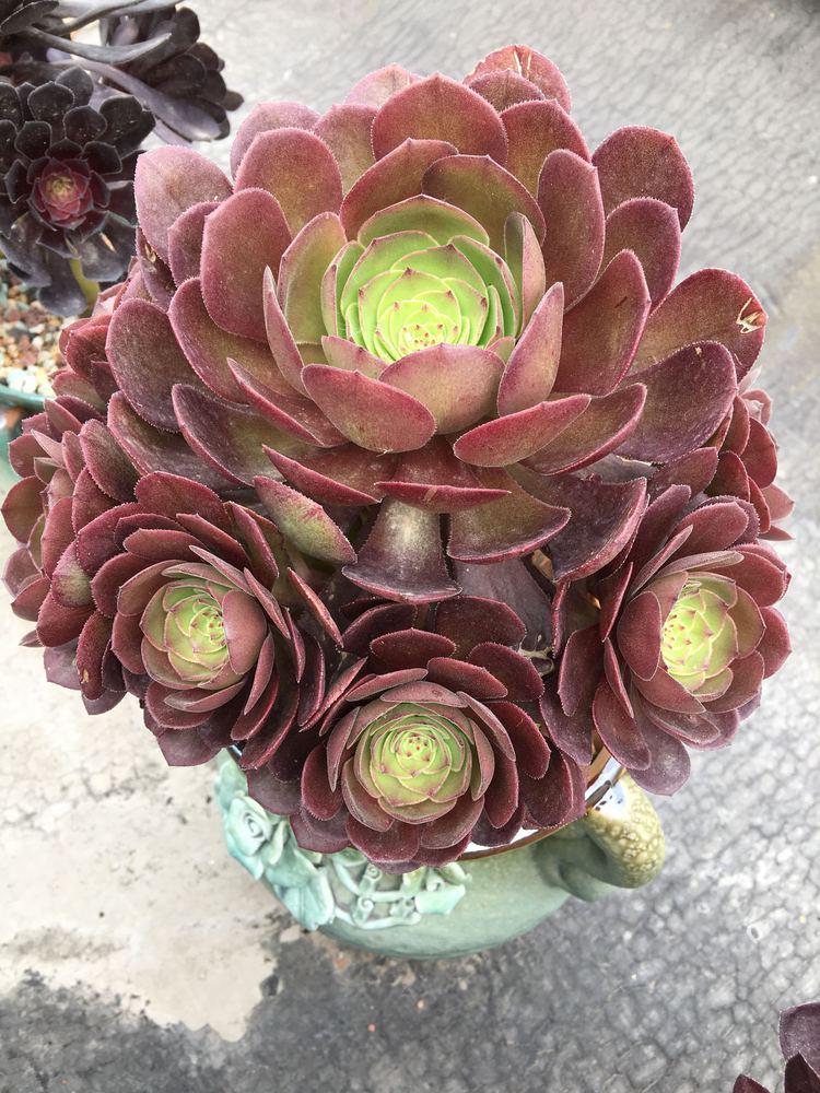 怎么扦插朱槿花 —— 植物养殖园丁专业指南