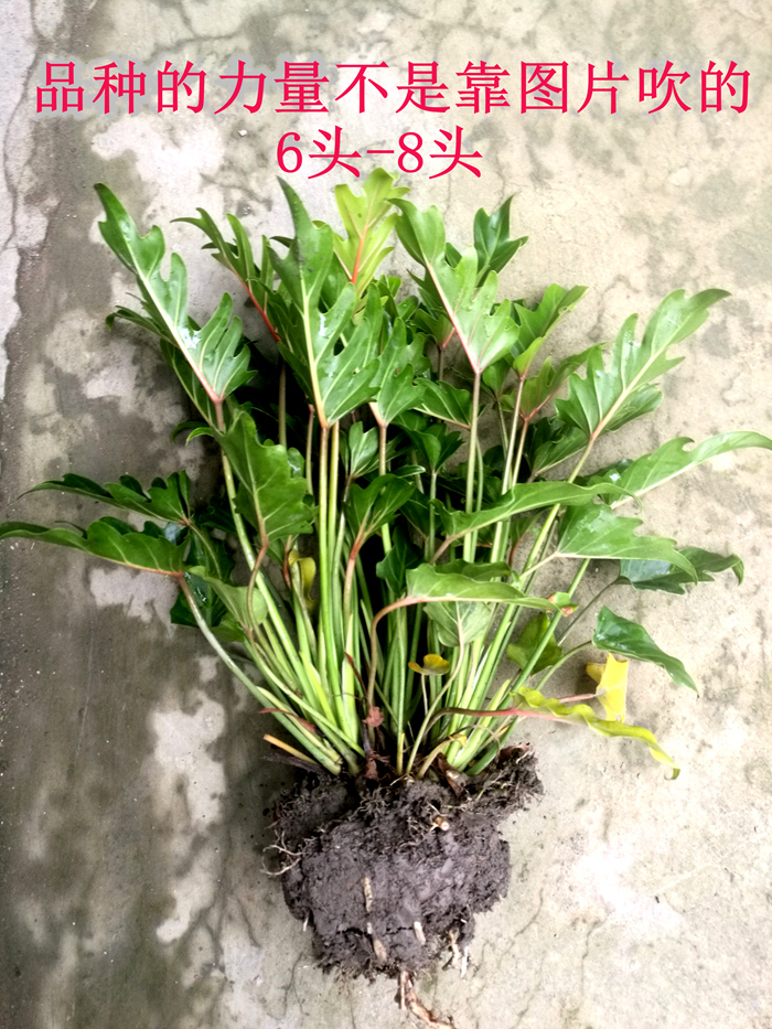 标题：吸芽扦插：探索高效植物繁殖技巧
