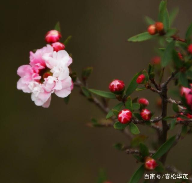 发财树扦插繁殖方法图：详解步骤与技巧