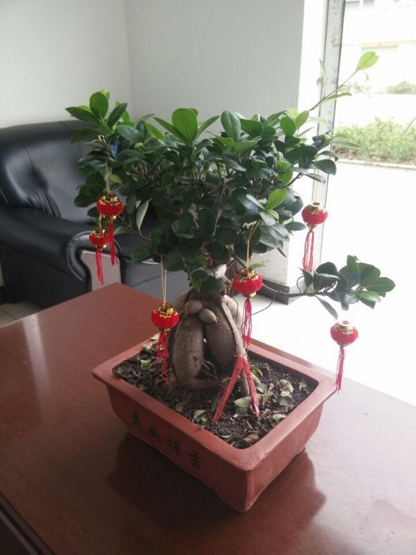 月季扦插水泡生根：养花高手的秘密技巧