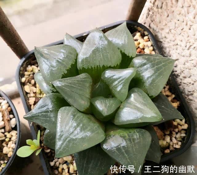 沙漠玫瑰的种植方法