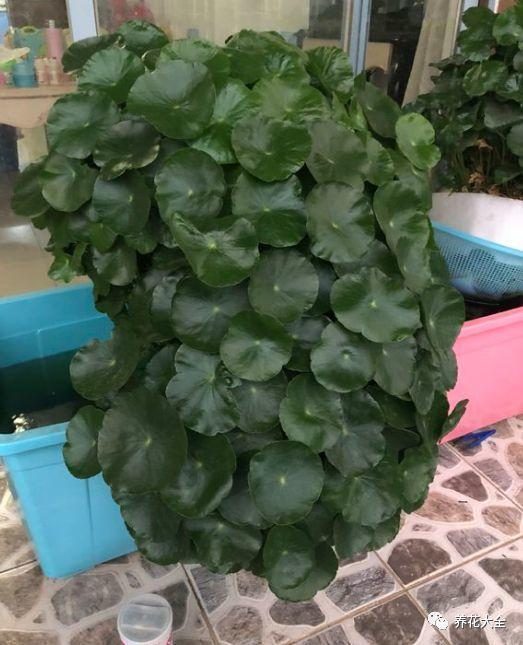 鹅掌木修剪扦插：养植高手必备技巧