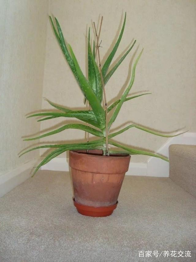 家庭睡莲的种植方法