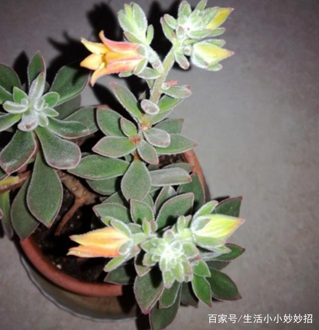 雪里红种植方法：掌握要领，丰收在望