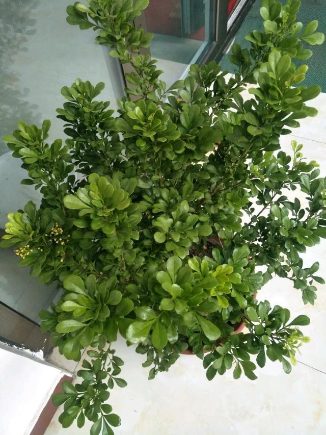 洋桔梗种植方法：培育美丽花海的秘密